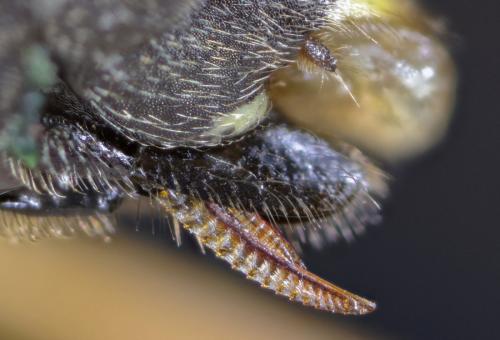 Réf. 262 249 : Tenthredo scrophulariae